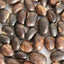 Mucuna Pruriens