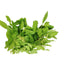 Tulsi (Holy Basil)